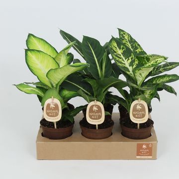 Dieffenbachia MIX
