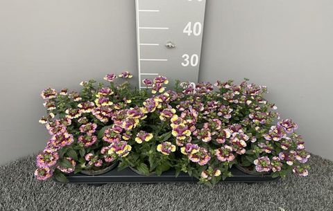 Nemesia FAIRY KISSES MIX