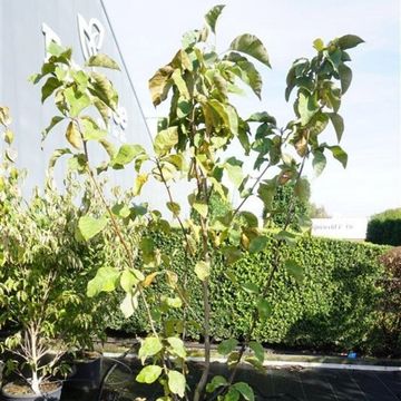 Magnolia x brooklynensis 'Yellow Bird'