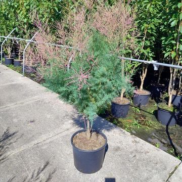 Tamarix ramosissima 'Rubra'