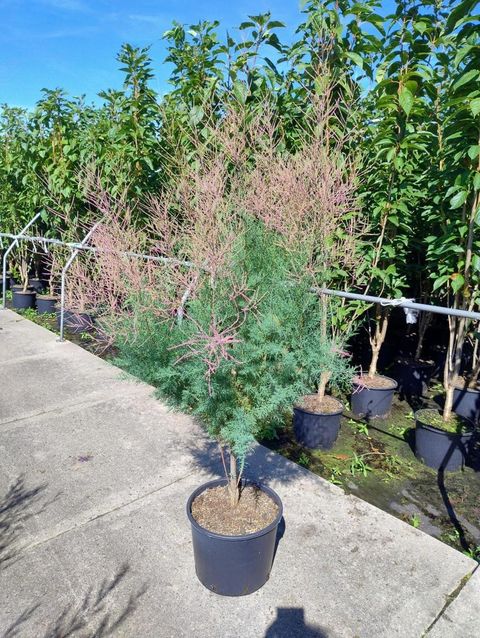 Tamarix ramosissima 'Rubra'