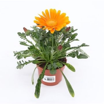 Gazania MIX