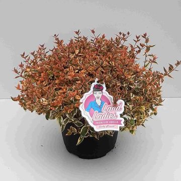 Abelia x grandiflora 'Lady Peach'