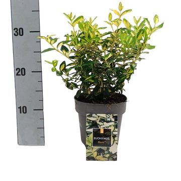Euonymus fortunei BLONDY