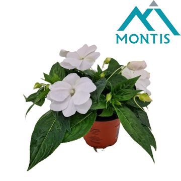 Impatiens NEW GUINEA MIX