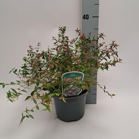 Abelia 'Эдвард Гоучер'