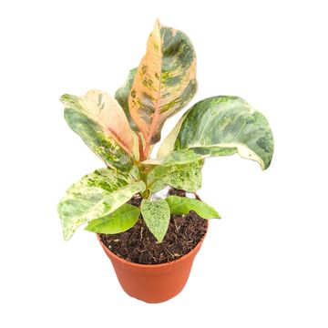Ficus elastica 'Shivereana Moonshine'