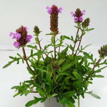 Prunella grandiflora MIX