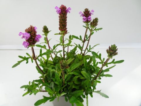 Prunella grandiflora MIX