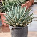 Agave ferdinandi-regis