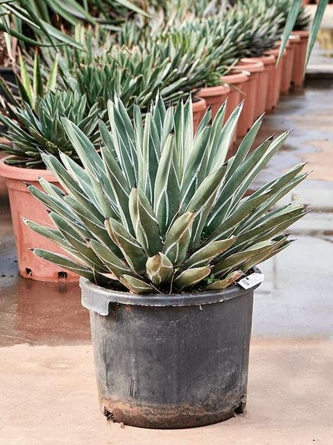 Agave ferdinandi-regis