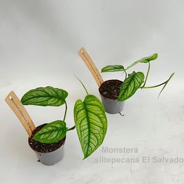 Monstera siltepecana 'El Salvador'