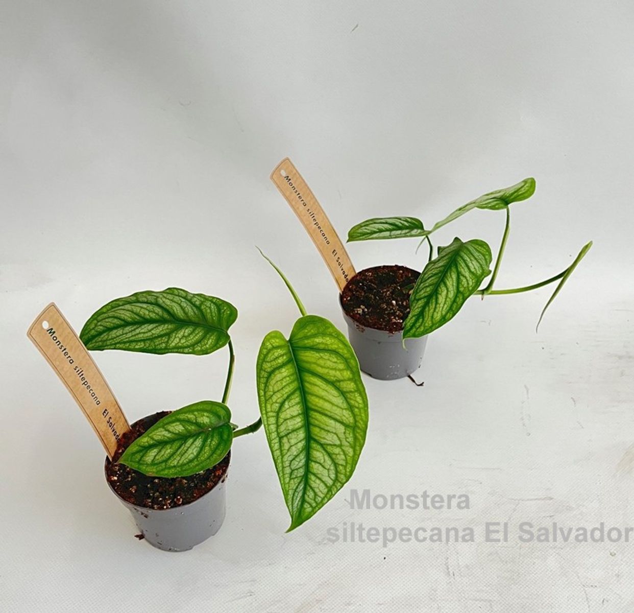 philodendron red anderson vs pink princess Philodendron red anderson (young plant) main image 0