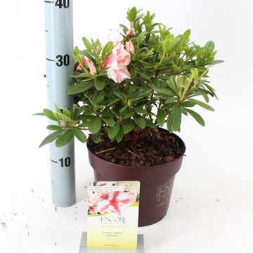 Rhododendron ENCORE AUTUMN STARBURST