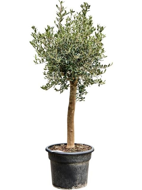 Olea europaea
