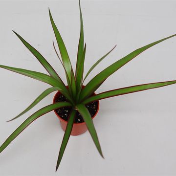 Dracaena marginata