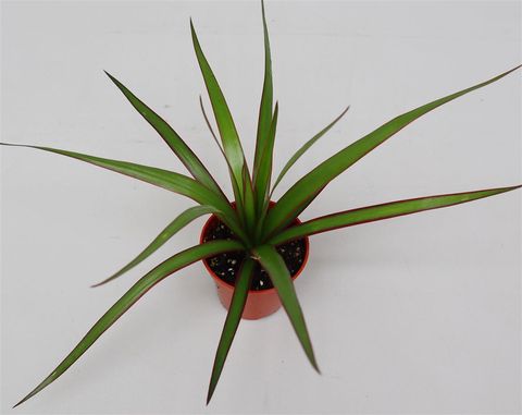 Dracaena marginata