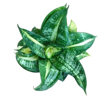 Sansevieria hahnii 'Spiral Star'