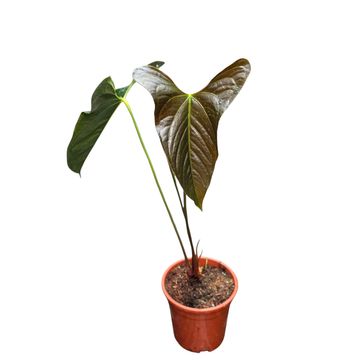 Anthurium papillilaminum 'Ree Gardens' x sp. Napo