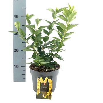 Forsythia 'Голдрауш'