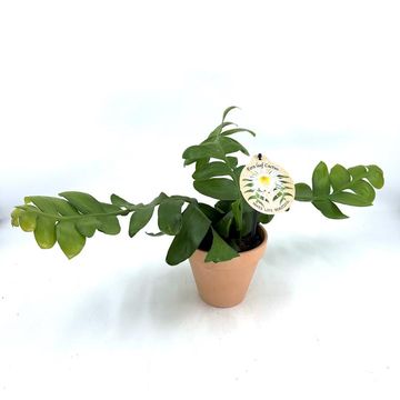 Epiphyllum chrysocardium