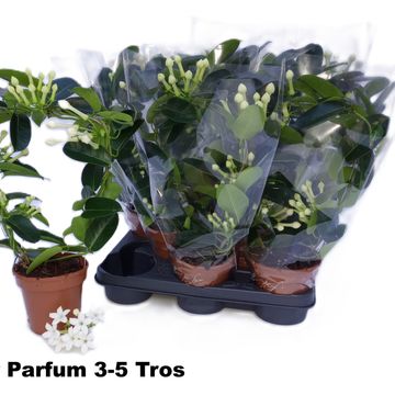 Stephanotis floribunda