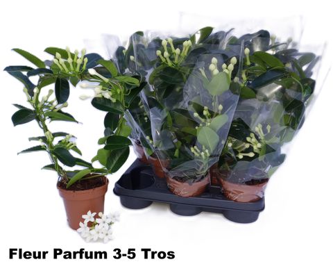 Stephanotis floribunda