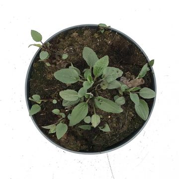 Rudbeckia fulgida 'Goldsturm'