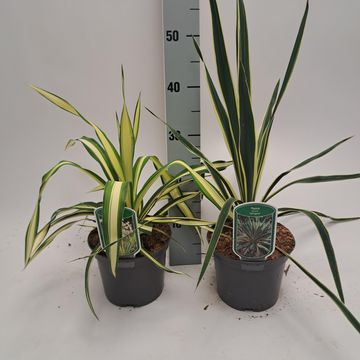 Yucca filamentosa 'Color Guard'