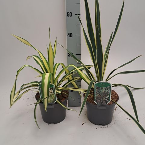 Yucca filamentosa 'Color Guard'