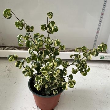 Ficus benjamina 'Fantasy'