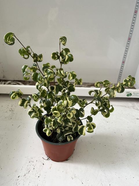 Ficus benjamina 'Fantasy'