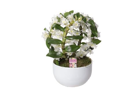Dendrobium nobile STAR CLASS WHITE