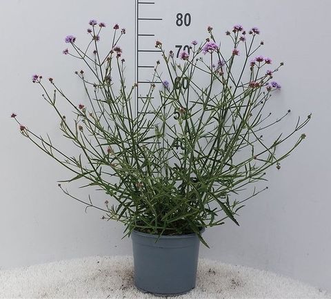 Verbena bonariensis