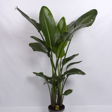 Strelitzia nicolai