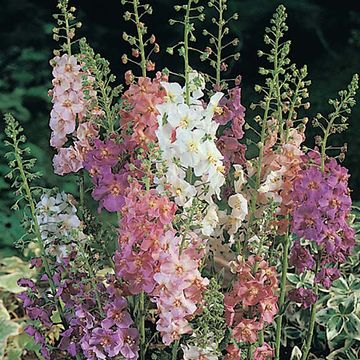 Verbascum phoeniceum