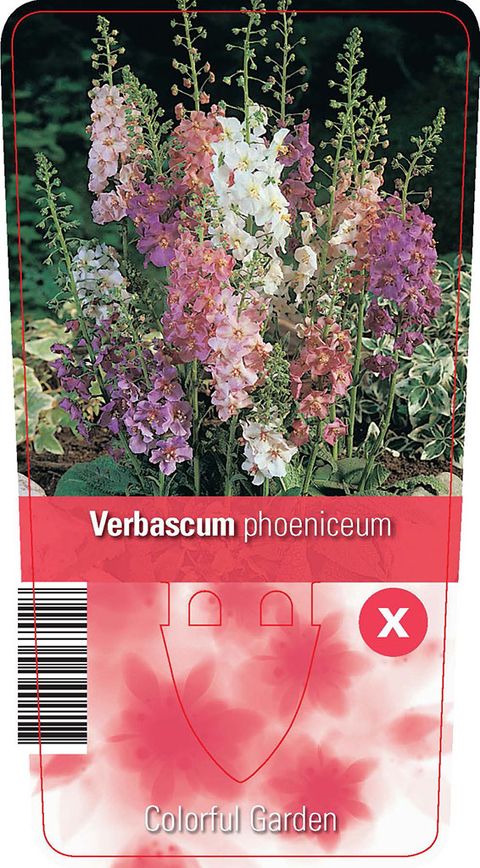 Verbascum phoeniceum