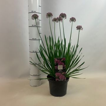 Allium 'Millenium'