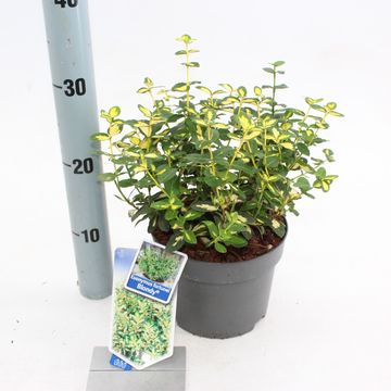 Euonymus fortunei BLONDY