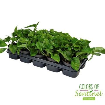 Epipremnum pinnatum 'Global Green'