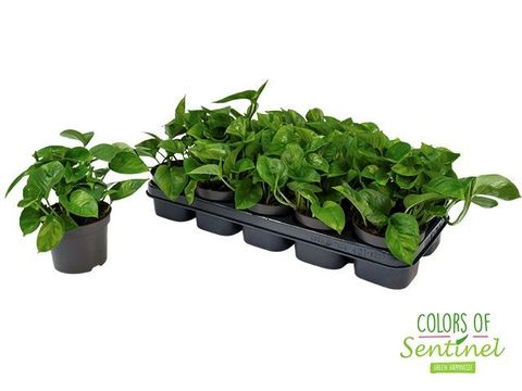 Epipremnum pinnatum 'Global Green'