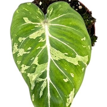 Filodendro gloriosum 'Snow Leopard'