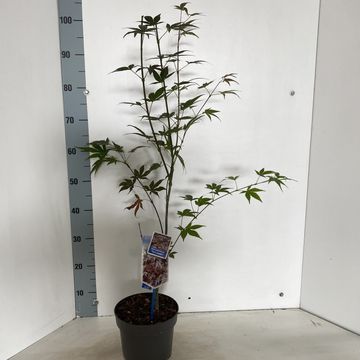 Acer palmatum 'Yezo-nishiki'