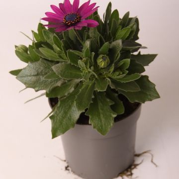 Osteospermum FLOWERPOWER PURPLE