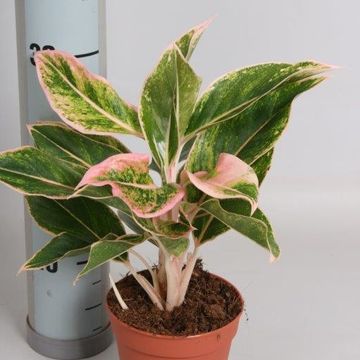 Aglaonema 'Pink Aurora'