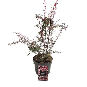 Berberis thunbergii 'Harlequin'