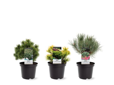 Pinus MIX