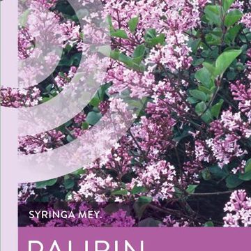 Syringa meyeri 'Palibin'