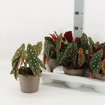 Begonia maculata