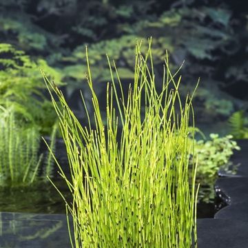 Equisetum fluviatile